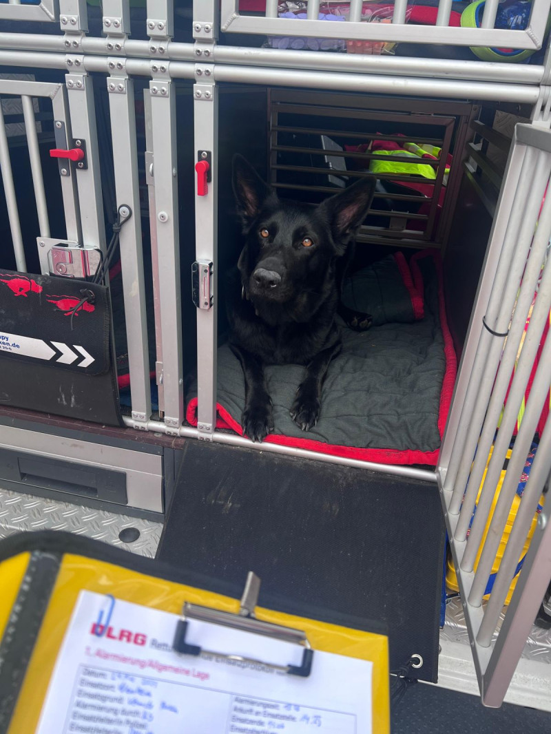 Unsere Rettungshündin Gini in ihrer Transportbox im Rettungshundefahrzeug